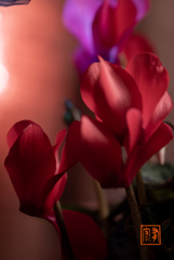 暗所の花 (’22.1)