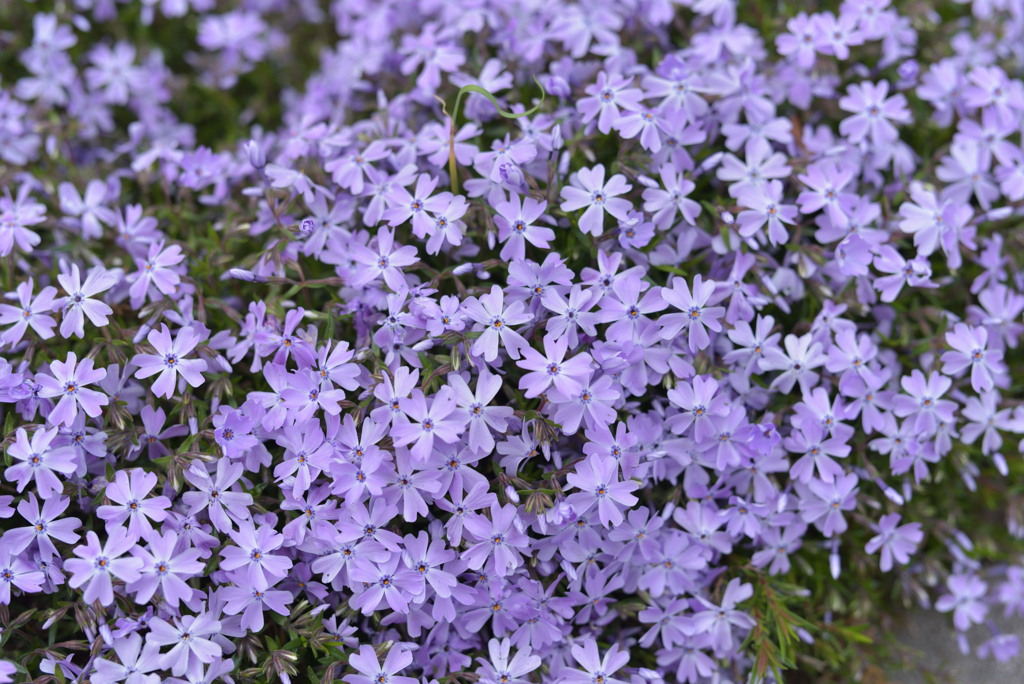 芝桜