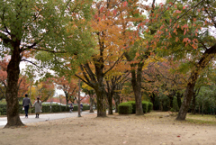 アベックで行紅葉。
