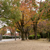 アベックで行紅葉。