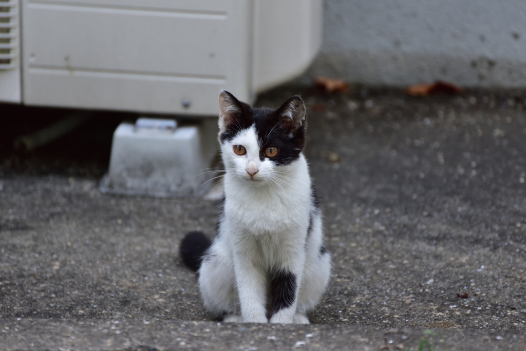 なんかおくれ子猫