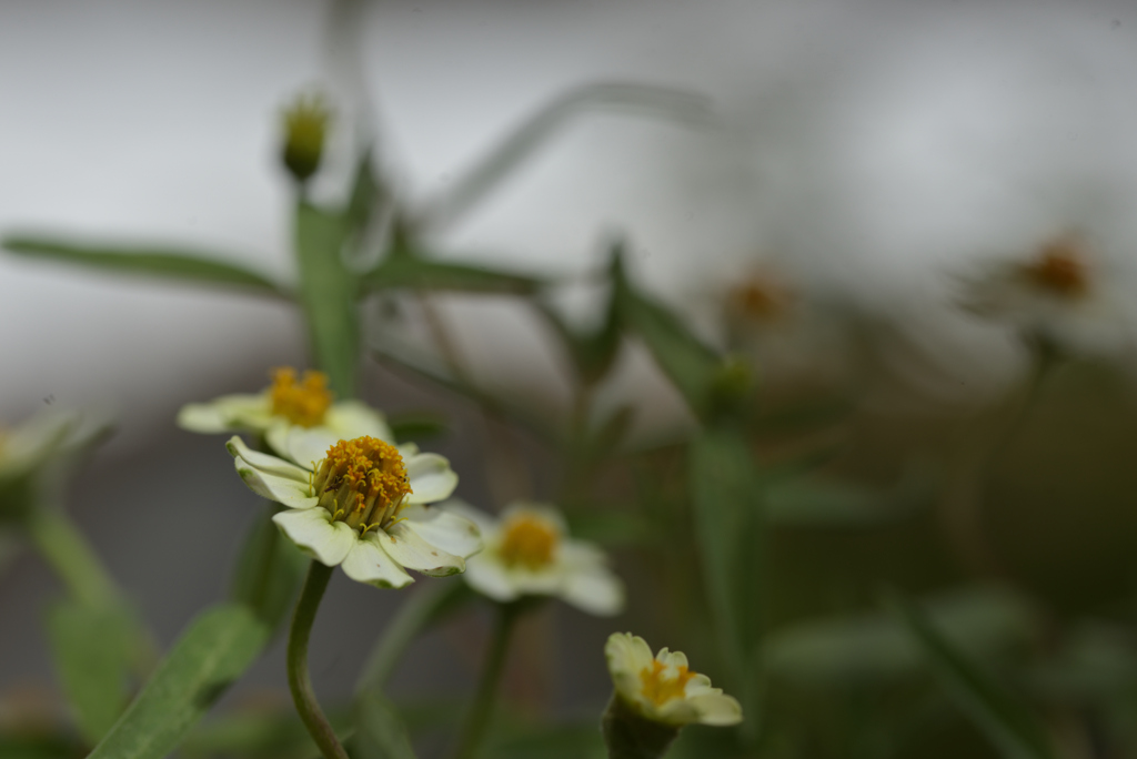 秘すれば花 其の弐