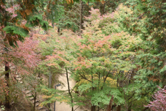 紅葉祭り 15