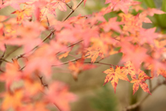 小さな紅葉 4