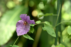 半田山植物園 11