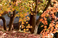 紅葉祭り 6