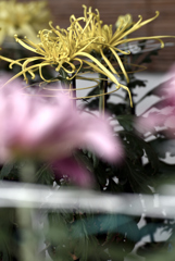 令和元年姫路城菊花展 6
