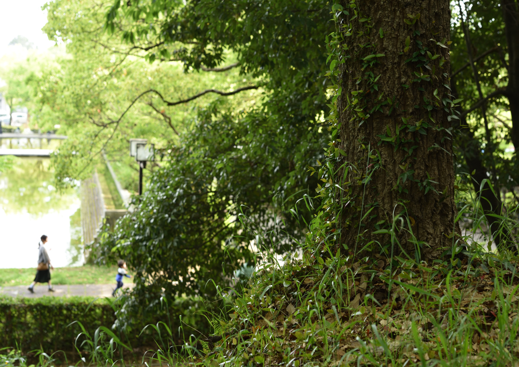 19年5月姫路城の北