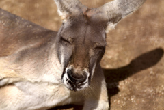 ねむいカンガルー