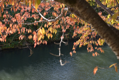 姫路城の堀と紅葉 1