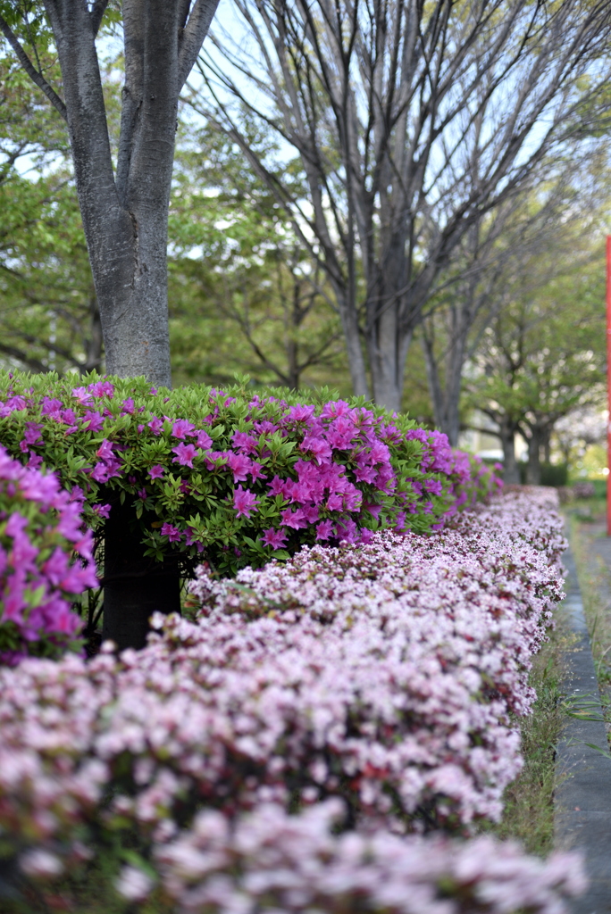 公園の花