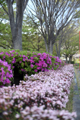 公園の花