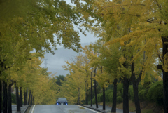 イチョウ道路