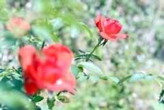 半田山植物園15