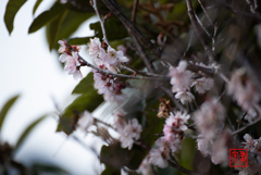 戯れ幼桜