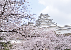 姫路城　桜