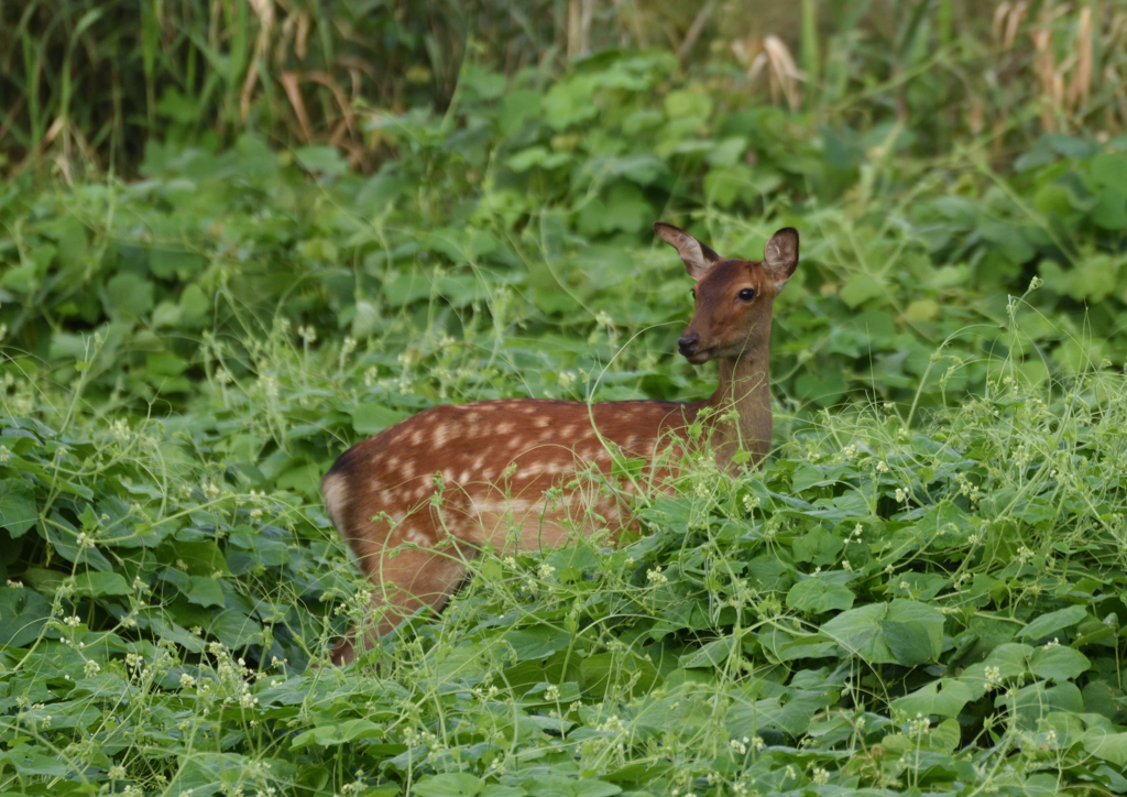 17年　9月　散歩時に出会った鹿
