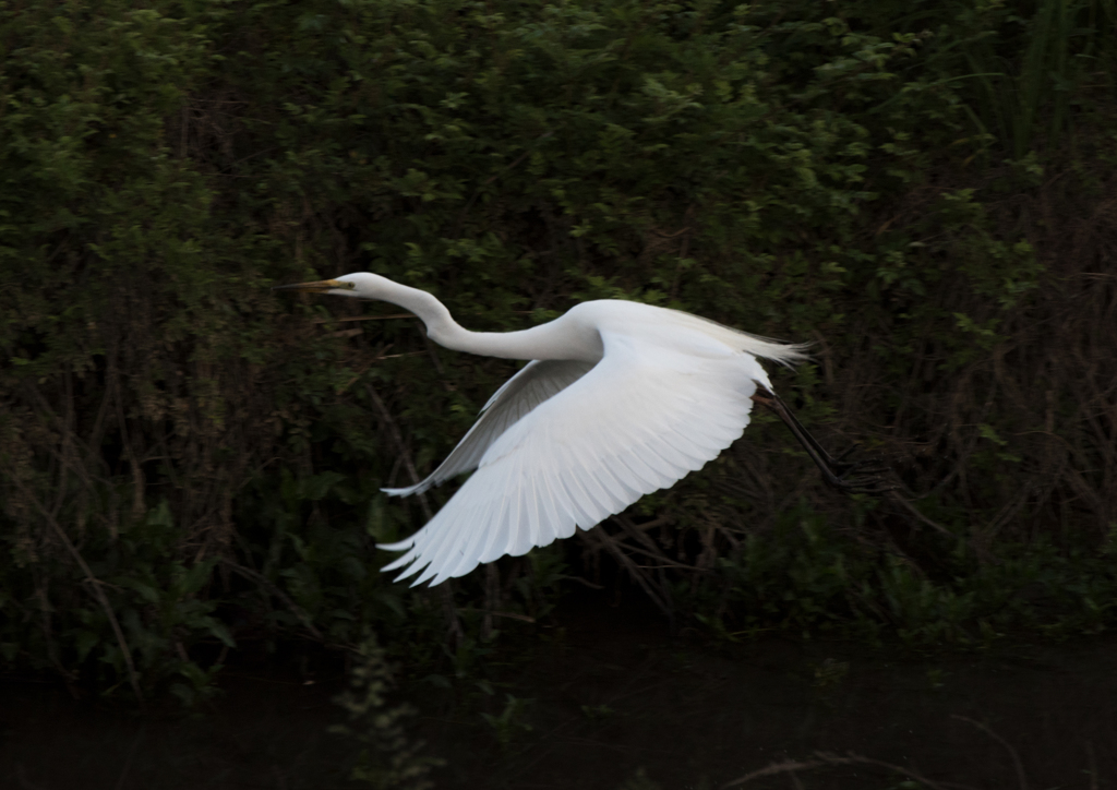 17年5月　散歩中の鳥