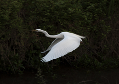 17年5月　散歩中の鳥