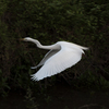 17年5月　散歩中の鳥