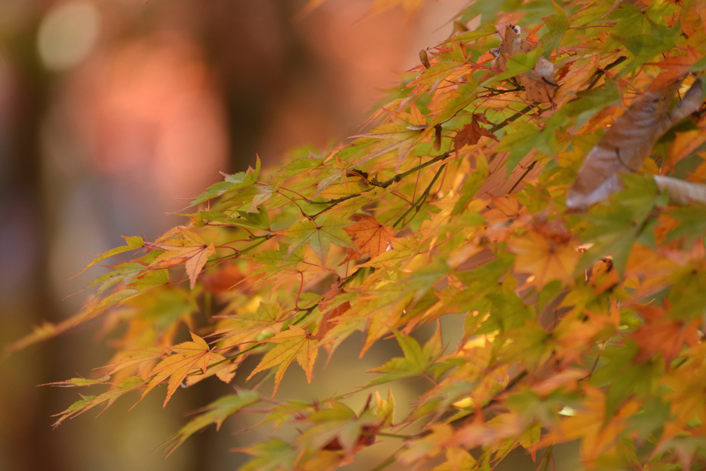 紅葉祭り 8