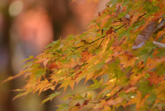 紅葉祭り 8