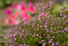 野の宮の花