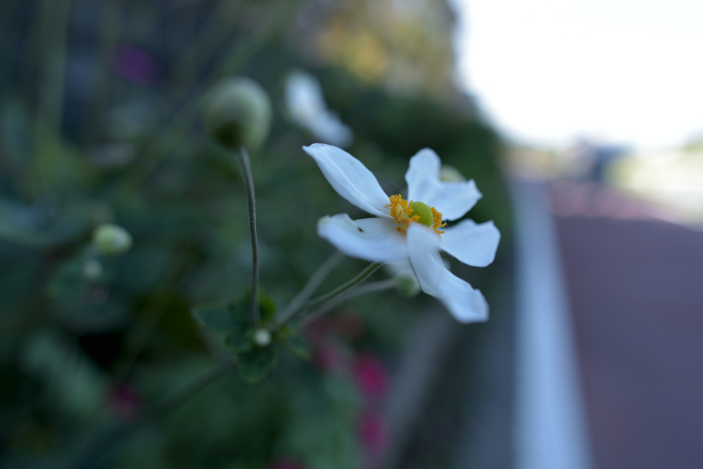 鬱陶しおすね