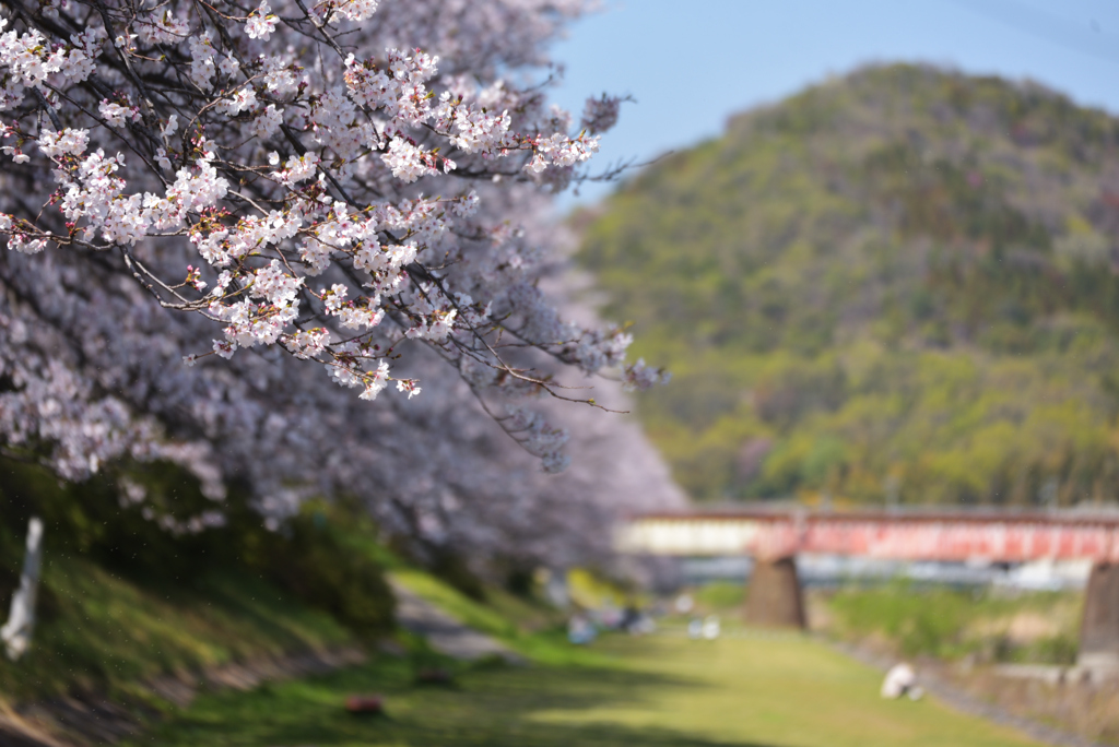 桜三昧 2 