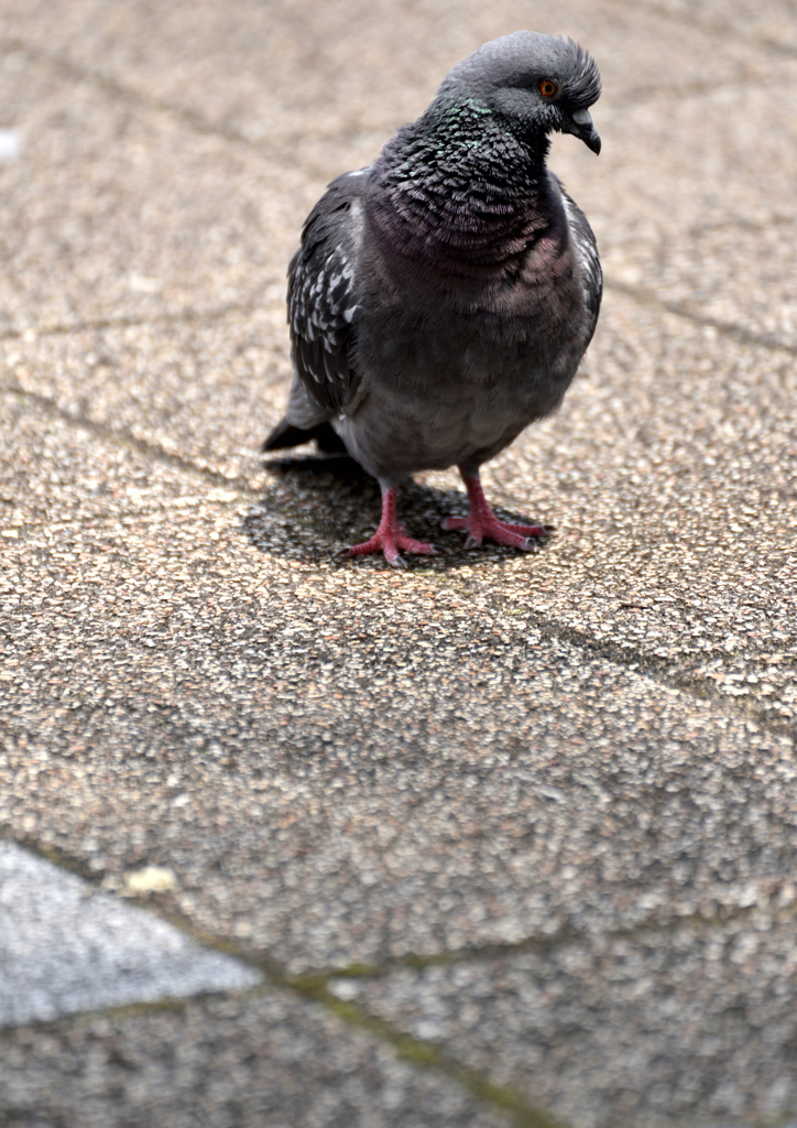 好きなんだって鳩