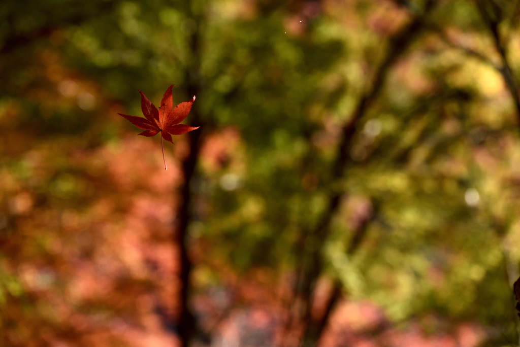 紅葉祭り 9