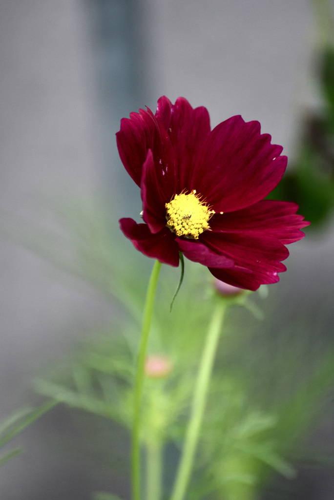 18年6月散歩道の花3