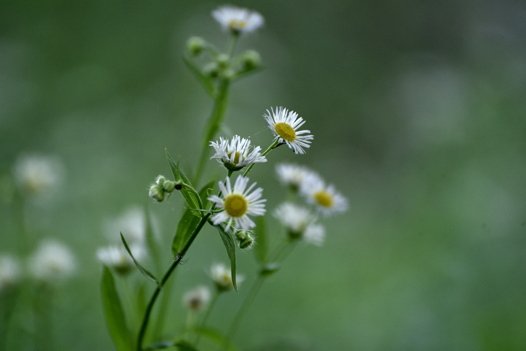2019.6 散歩道の花４