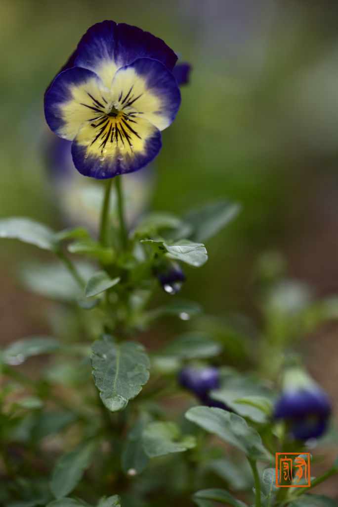 植物園の花壇 1 (’21.11)