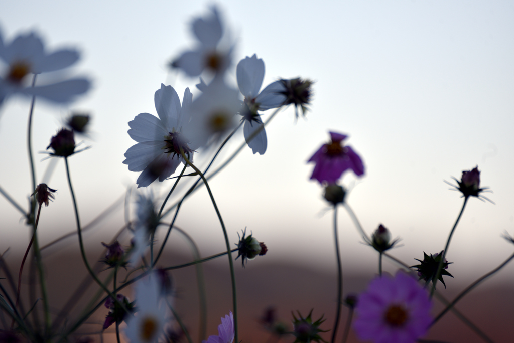 寒い早朝散歩 2