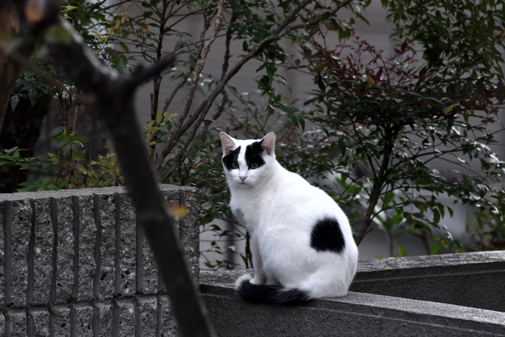 ジョーカー猫