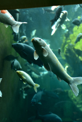 平成28年12月姫路水族館 3