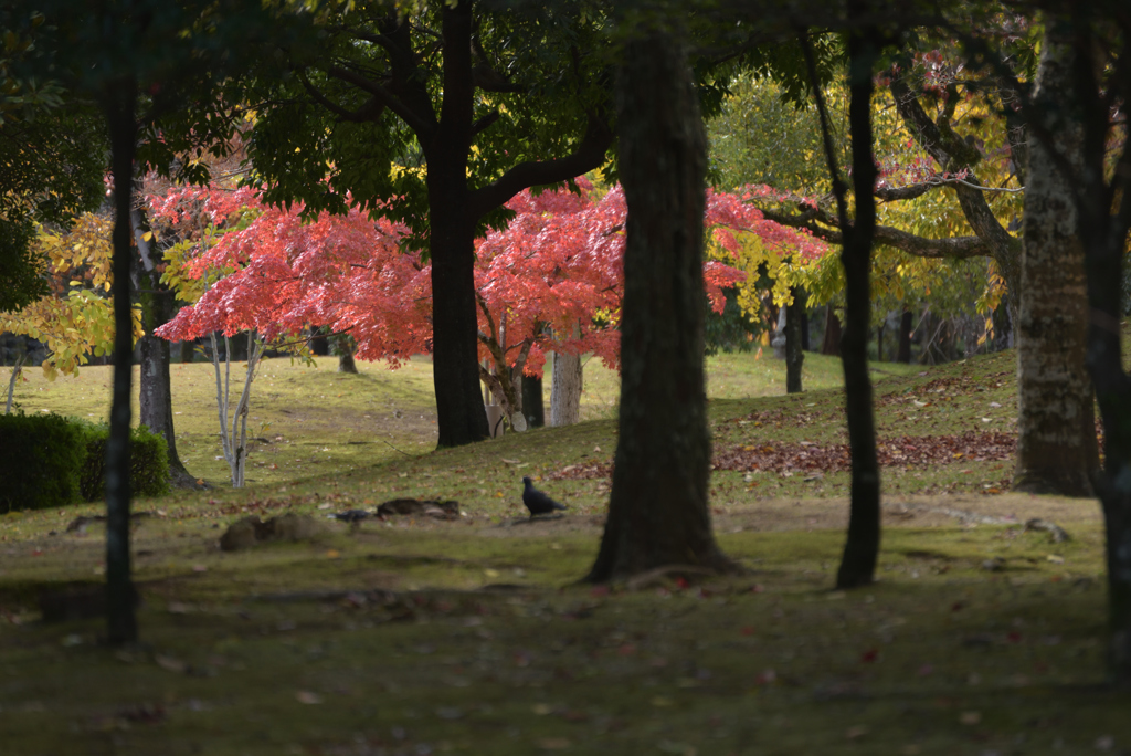 姫路シロトピア記念公園 By ありたろう Id 写真共有サイト Photohito