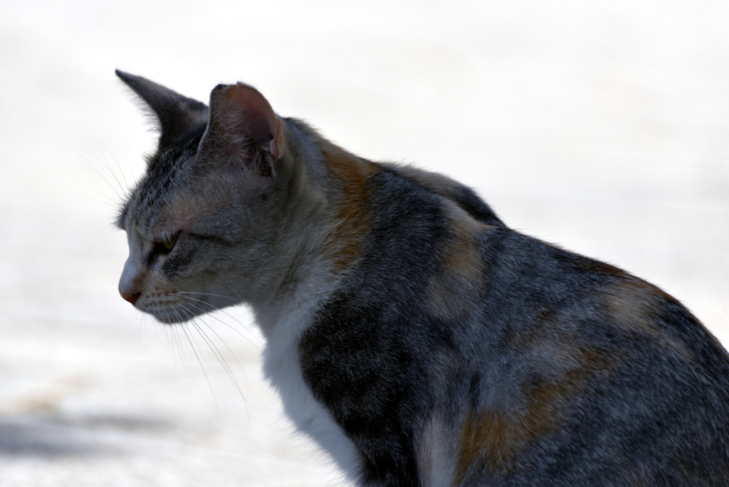 姫路城猫２
