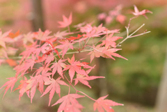 紅葉祭り 18