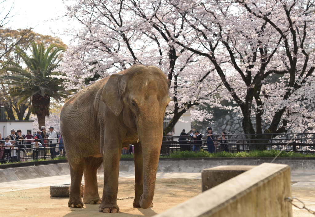 19年4月　姫路動物園　姫子