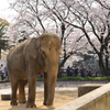 19年4月　姫路動物園　姫子