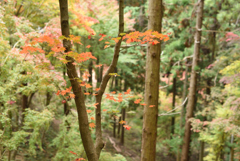 紅葉祭り 16