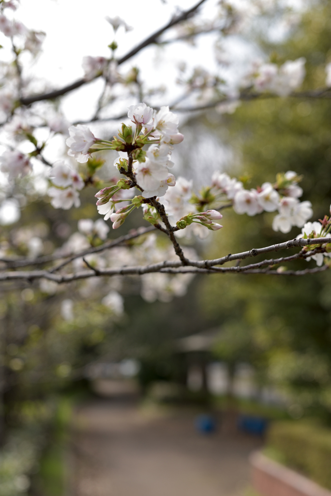 桜慎ましやか