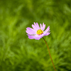 散歩中の花