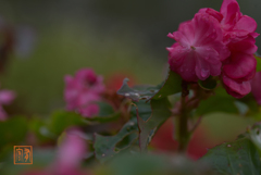 植物園の花壇 3 (’21.11)
