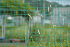 羅網の草