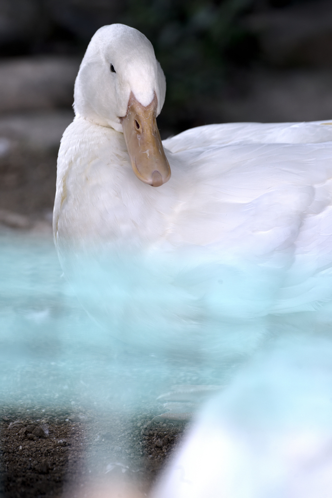 令和元年アヒル