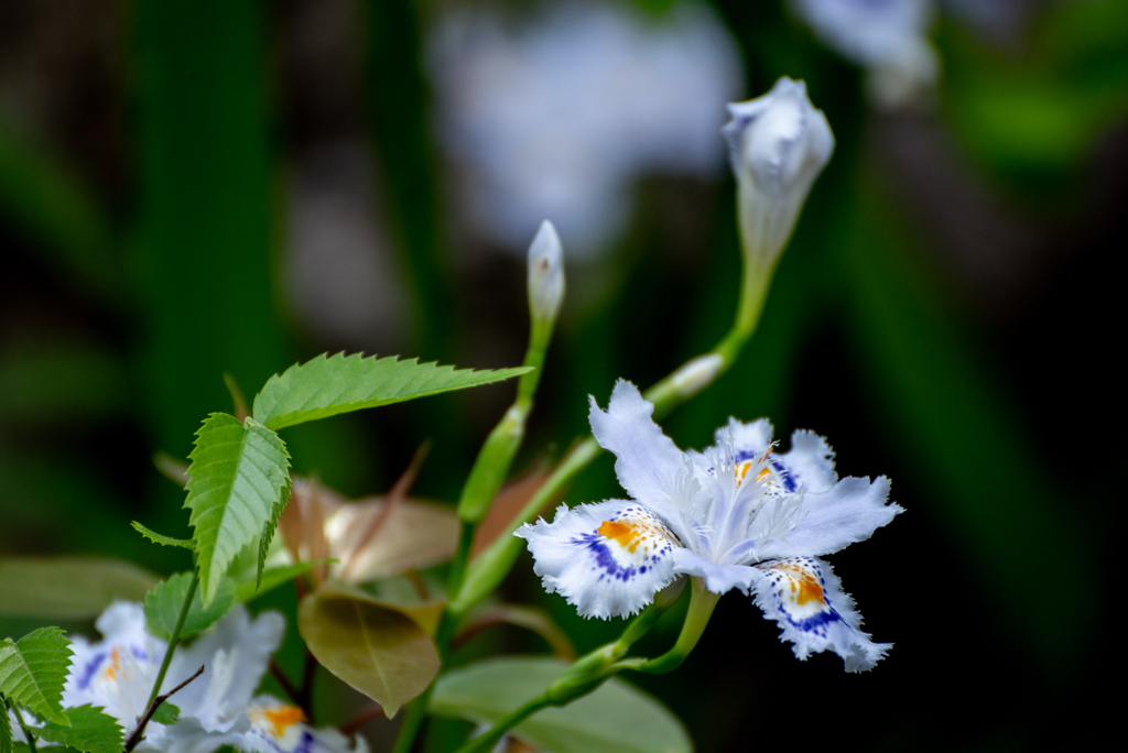 シャガの花