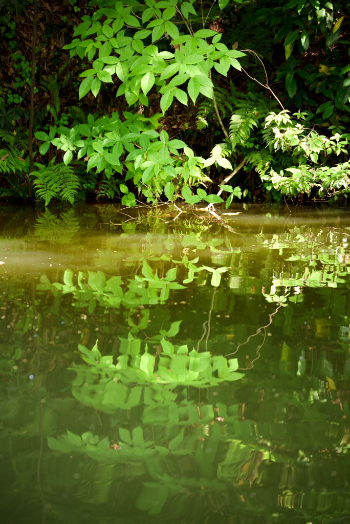 19年5月姫路城の北の堀５